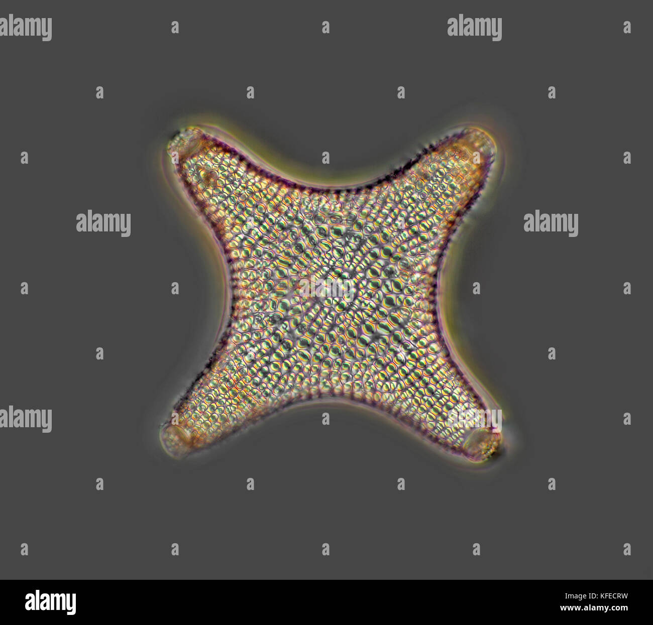 Photomicrographe à fond noir, diatomée en forme d'étoile, Triceratium Banque D'Images