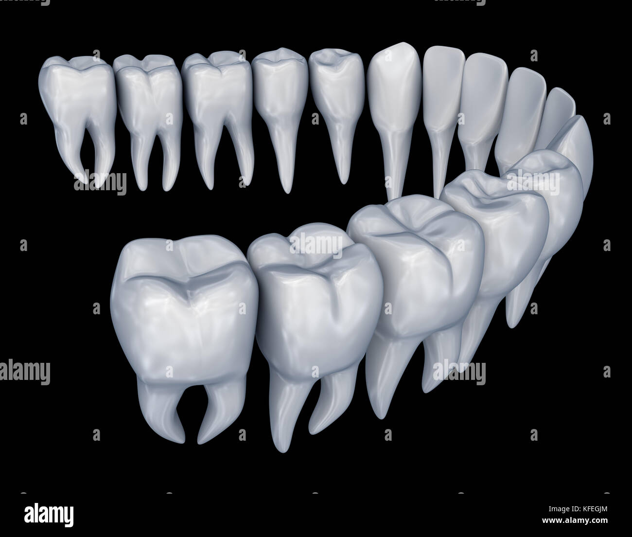 Dents humaines. instalation 3D précise de l'anatomie dentaire médicalement. Banque D'Images