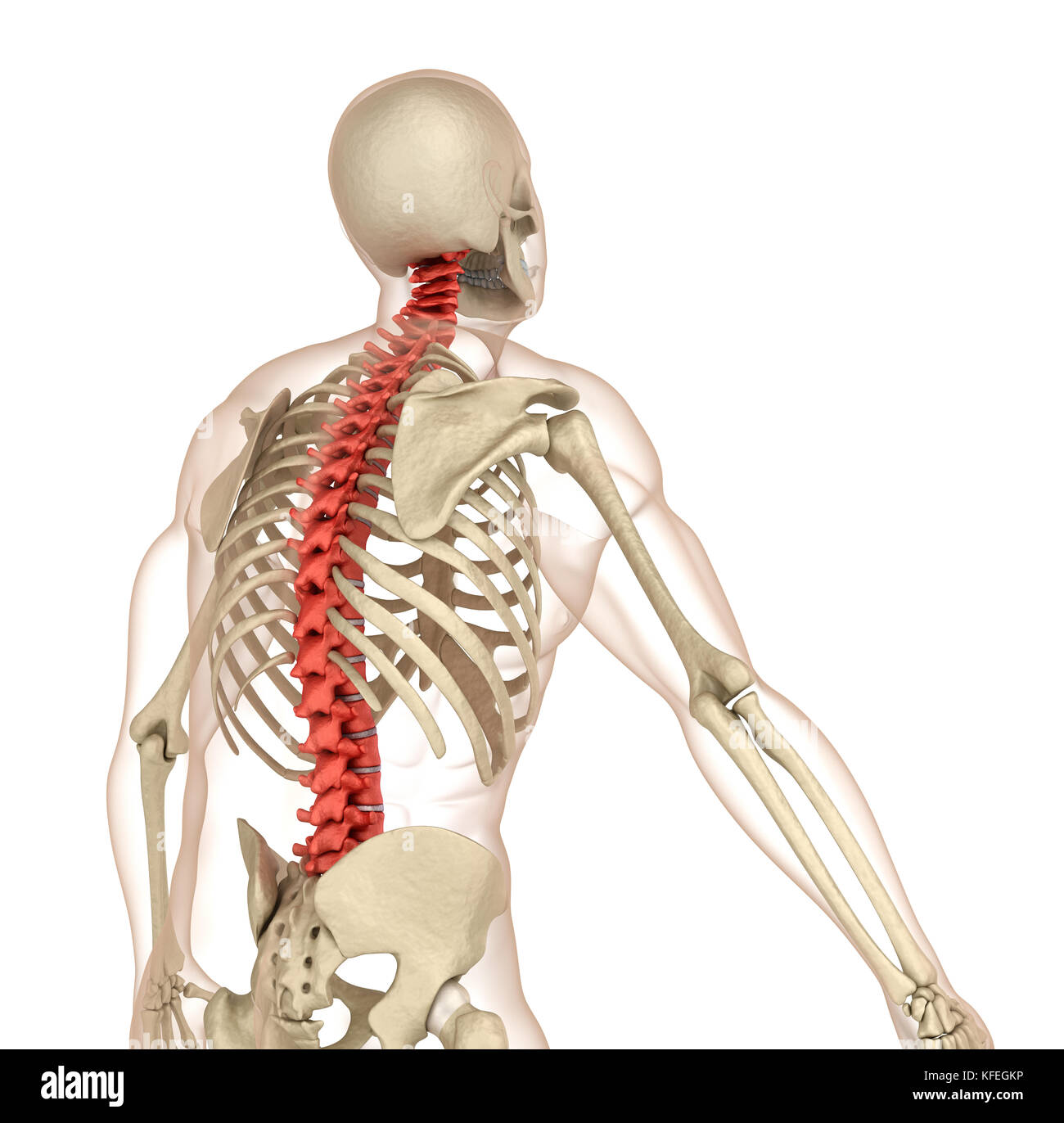 L'anatomie de la colonne vertébrale. Illustration 3D précis médicalement Banque D'Images