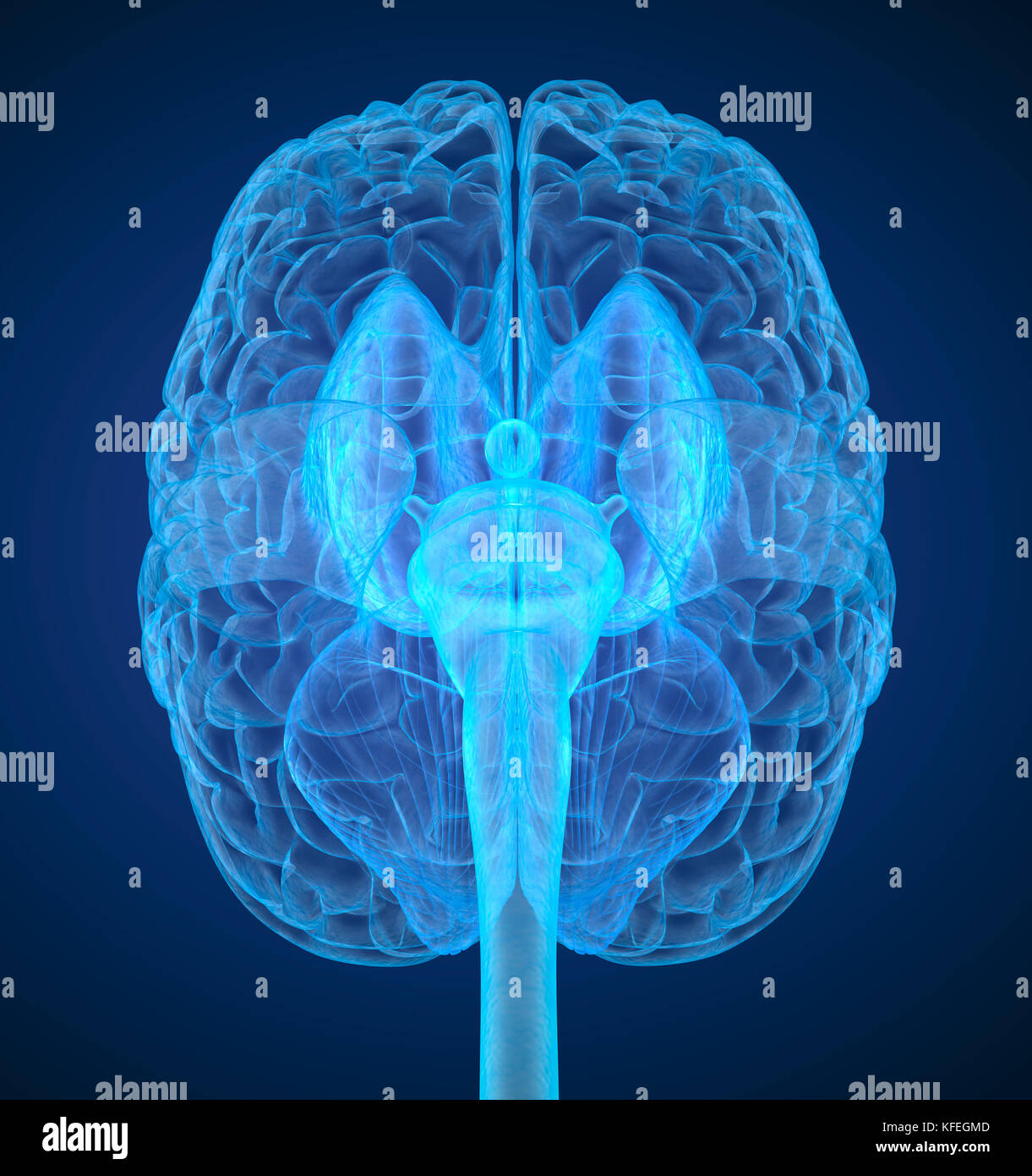 Cerveau humain X-ray , numérisation 3D illustration précise du point de vue médical Banque D'Images