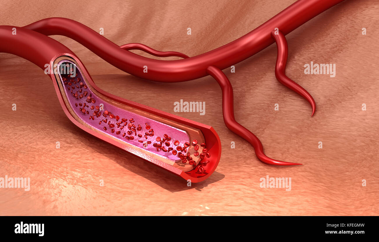 Vaisseau sanguin macro en tranches aux érythrocytes médicalement , illustration 3D précis Banque D'Images