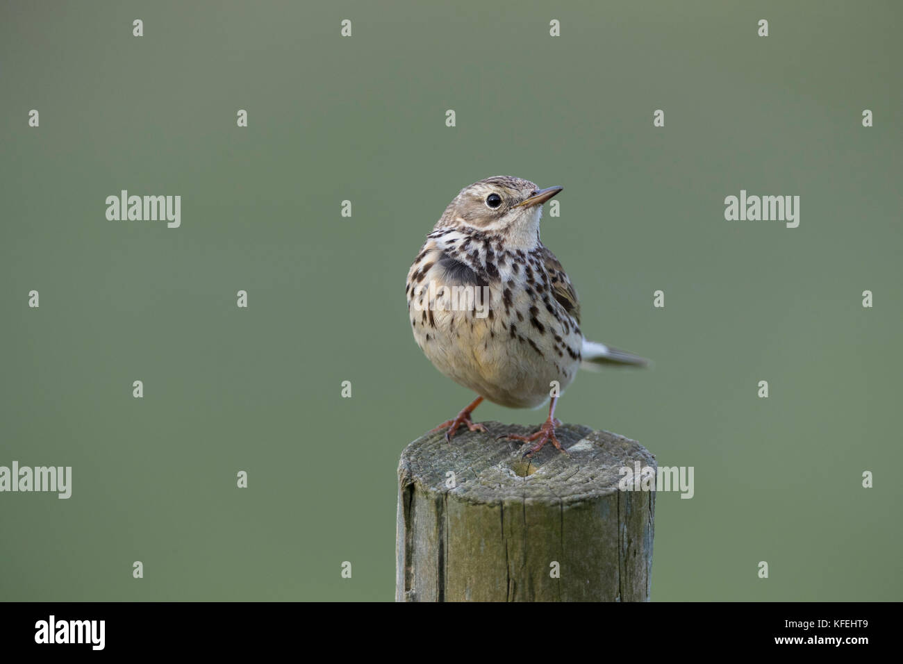 Meadow Pipit spioncelle Anthus pratensis ; seul le Yorkshire Post ; UK Banque D'Images