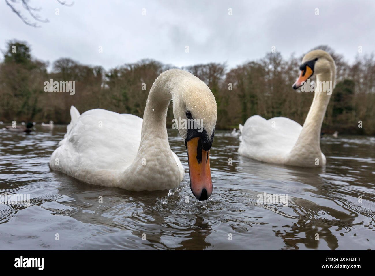 MUTE Swan ; Cygnus olor Two ; utilisation de l'objectif grand angle Cornwall ; Royaume-Uni Banque D'Images