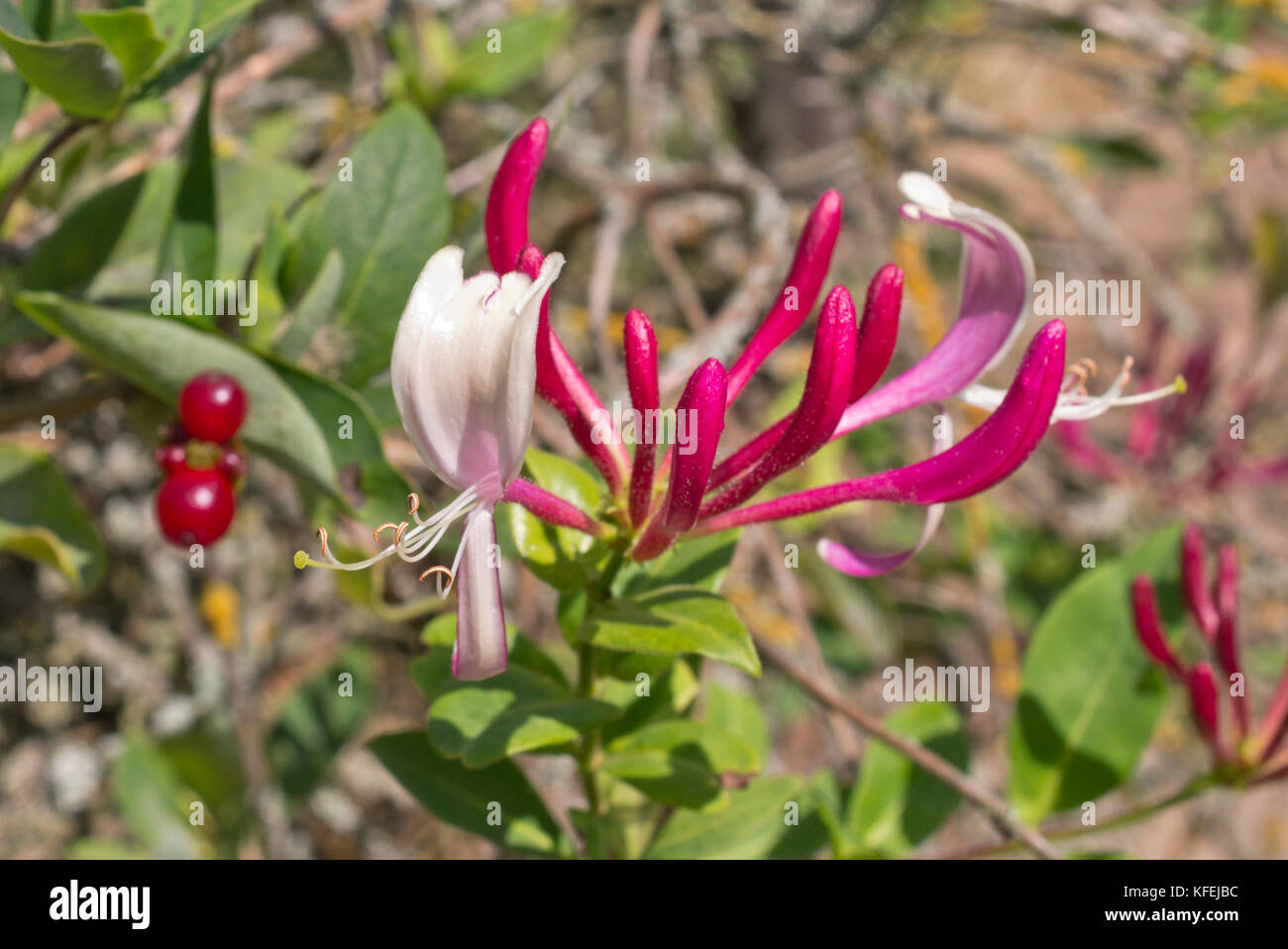 Chèvrefeuille (lonicera caprifolium italien) Banque D'Images