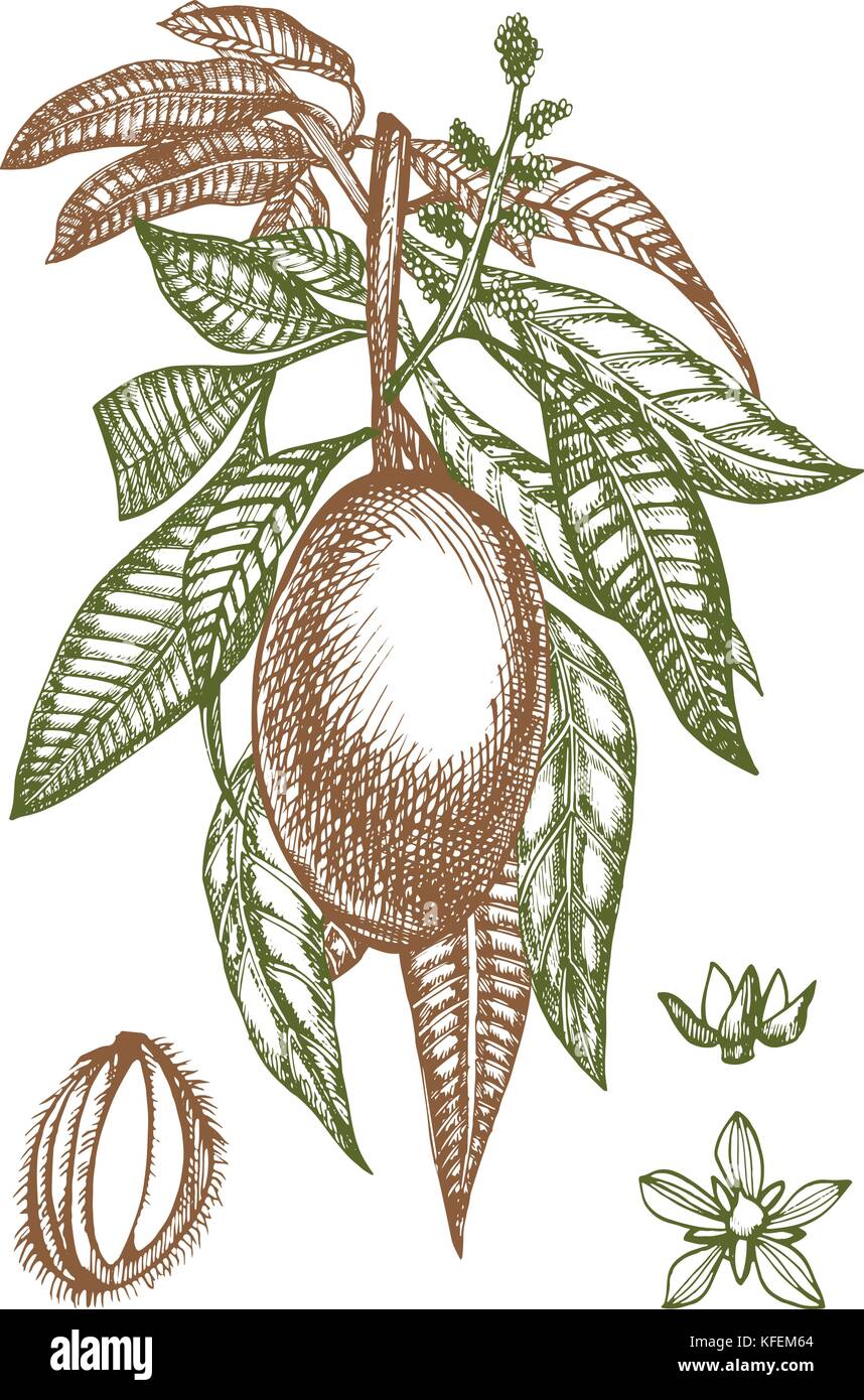 Manguier vintage design modèle. botanical mangues. gravés mango. vector illustration. Illustration de Vecteur