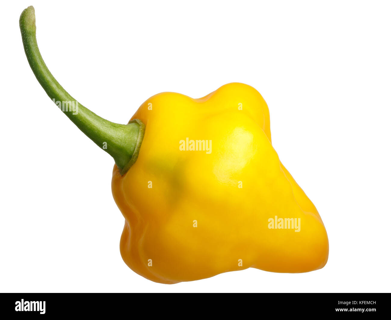 Trinité-parfum de piment (Capsicum chinense) chemin de détourage. Banque D'Images