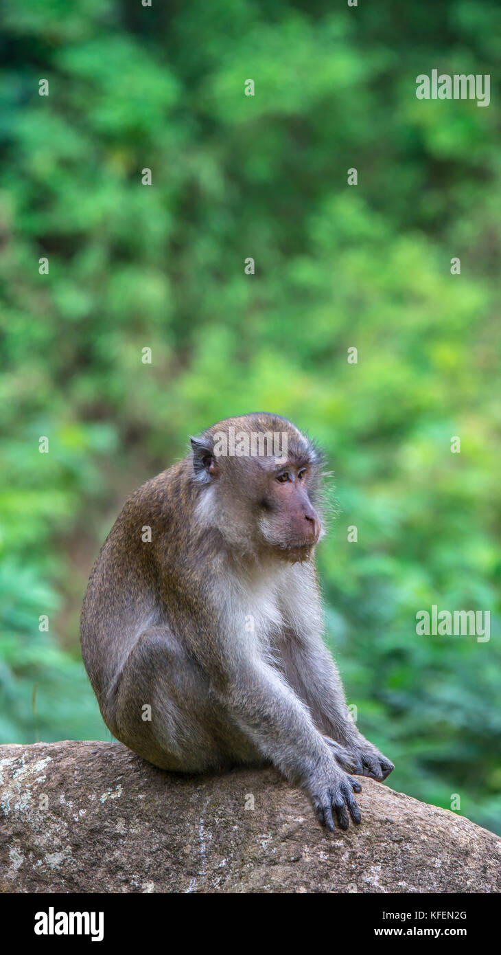 Vieux singe macaque assis sur le rocher avec l'expression du visage drôle Banque D'Images