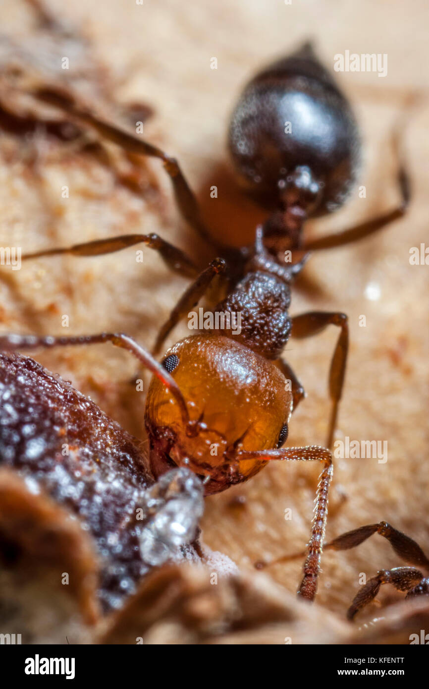 Crematogaster scutellaris ont la tête rougeâtre et noir le thorax et l'abdomen. Ils soulèvent un air menaçant leur a fait l'abdomen lorsqu'ils se sentent attaqués, Banque D'Images