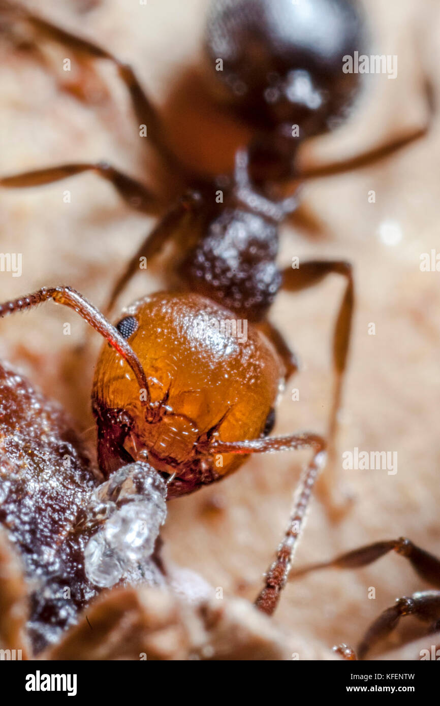 Crematogaster scutellaris ont la tête rougeâtre et noir le thorax et l'abdomen. Ils soulèvent un air menaçant leur a fait l'abdomen lorsqu'ils se sentent attaqués, Banque D'Images