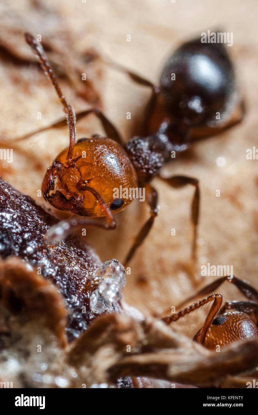 Crematogaster scutellaris ont la tête rougeâtre et noir le thorax et l'abdomen. Ils soulèvent un air menaçant leur a fait l'abdomen lorsqu'ils se sentent attaqués, Banque D'Images