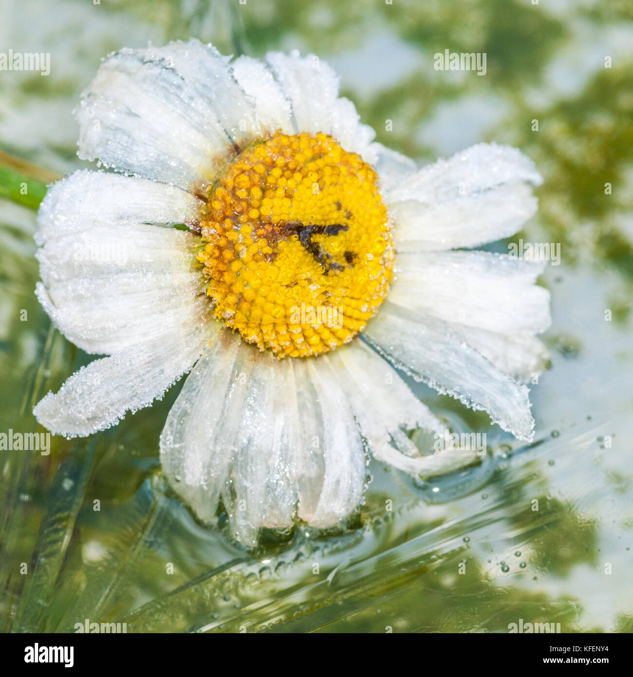 Un gros plan d'un couvert de glace ox eye daisy. Banque D'Images