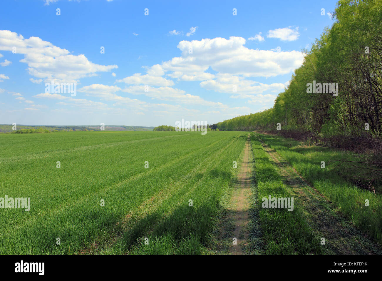 Chemin rural sur le bord d'une photo de champ Banque D'Images