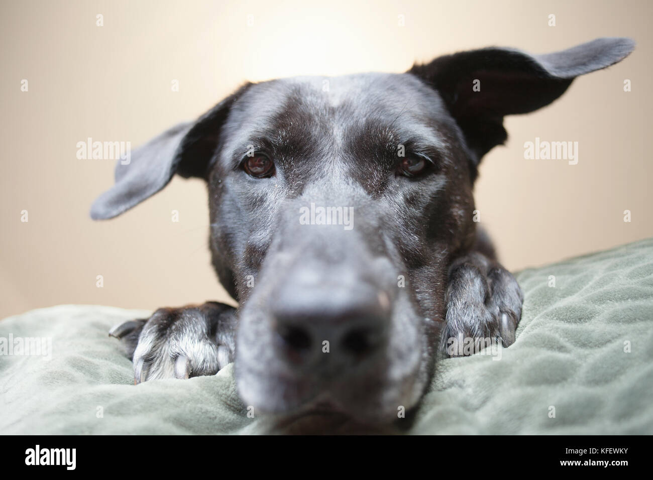 Big Dog on bed. Banque D'Images
