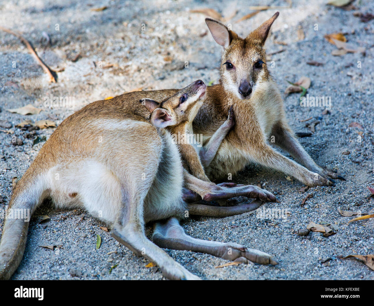 Wallaby agile et Joey Banque D'Images