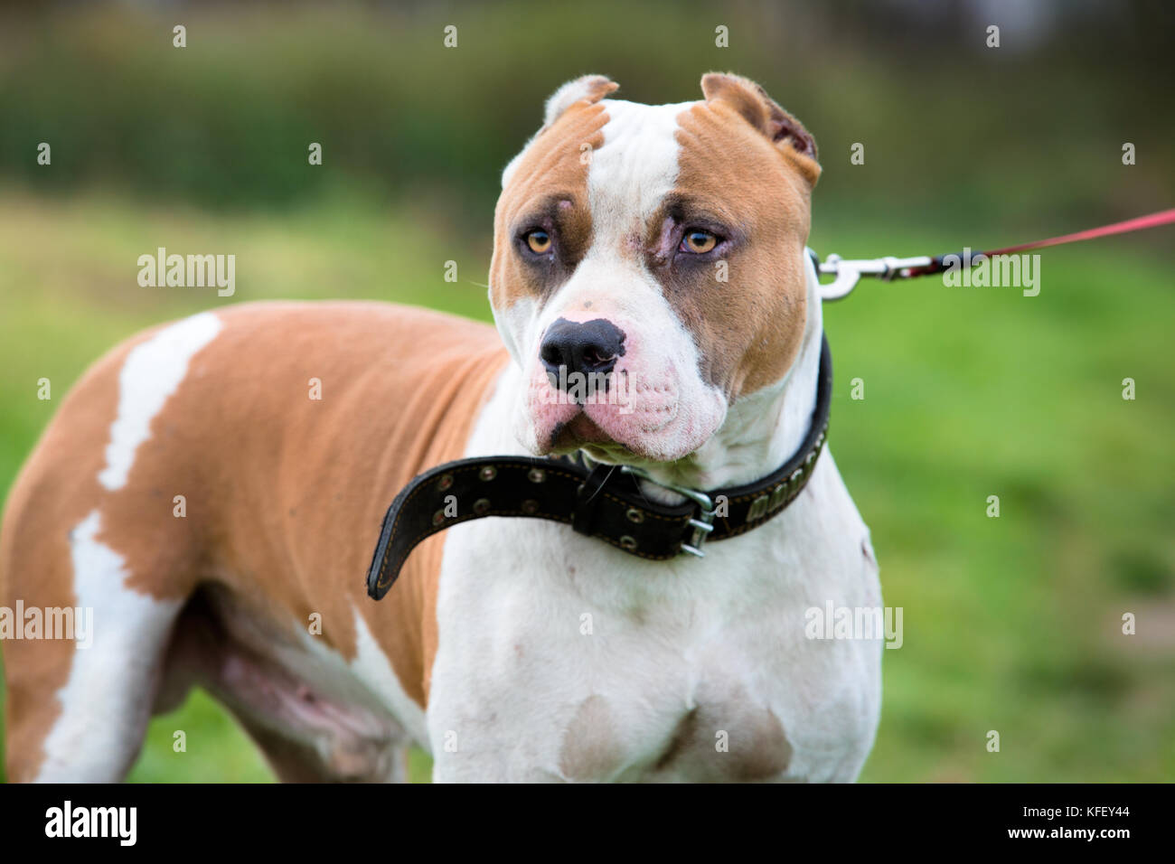 Un portrait de Staffordshire Bull Terrier sur un pré vert Banque D'Images