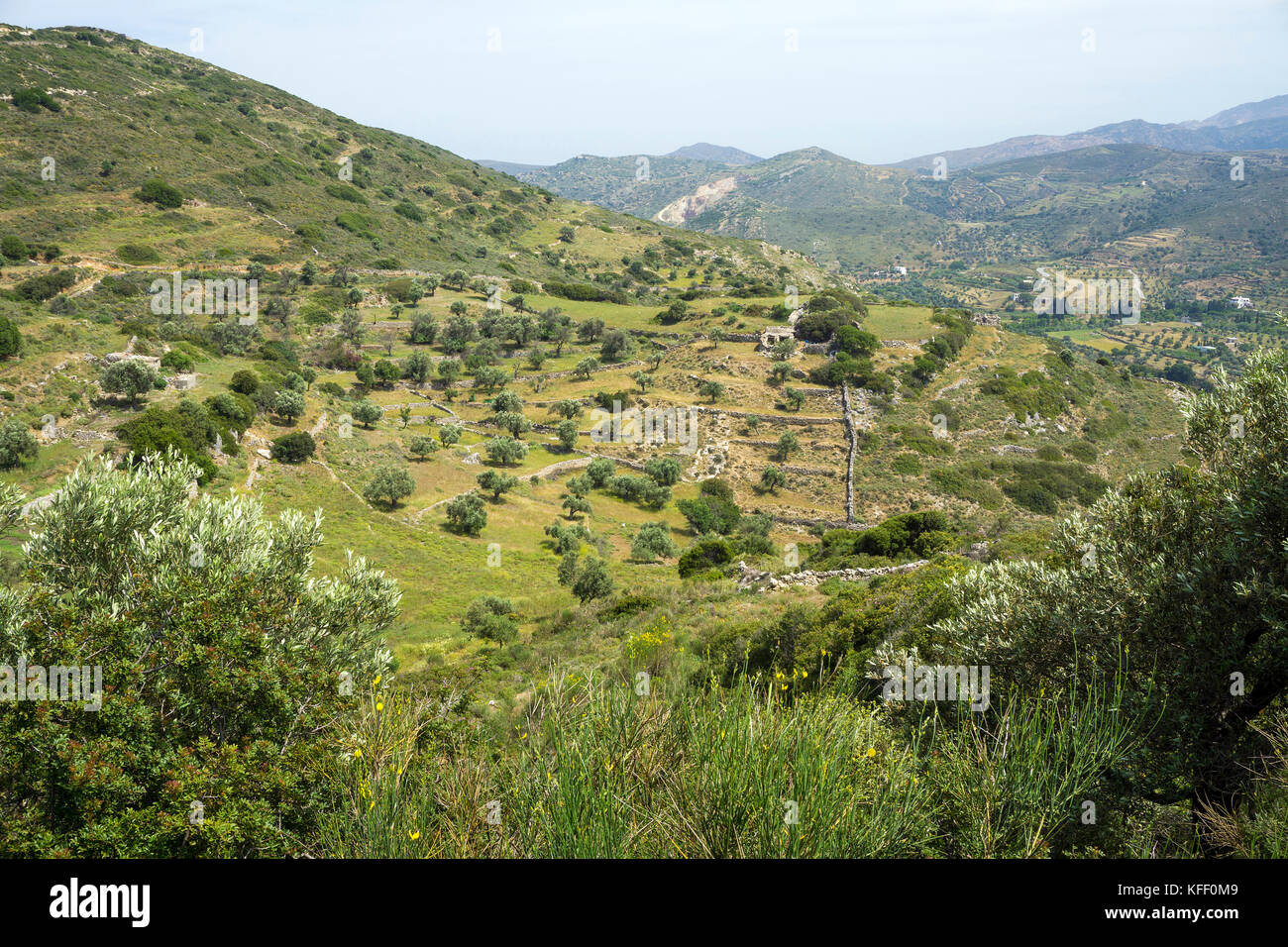 Paysage verdoyant au milieu de l'île de Naxos, Cyclades, Mer Égée, Grèce Banque D'Images