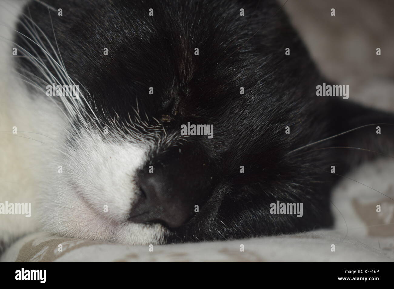 Kaos dormant Banque D'Images