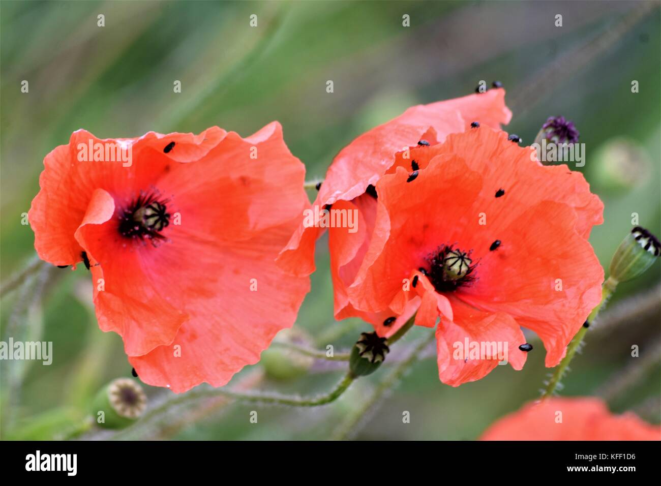 PAIRE DE COQUELICOTS Banque D'Images