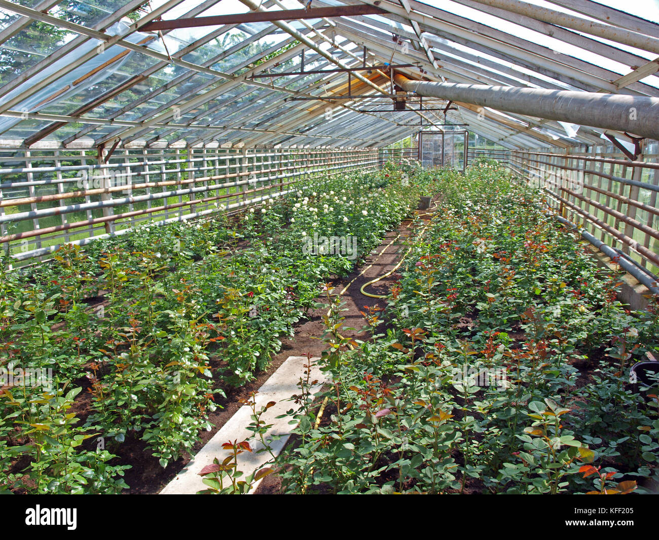 Vue à l'intérieur de verre à effet de serre avec des tubes de chauffage de l'eau Banque D'Images