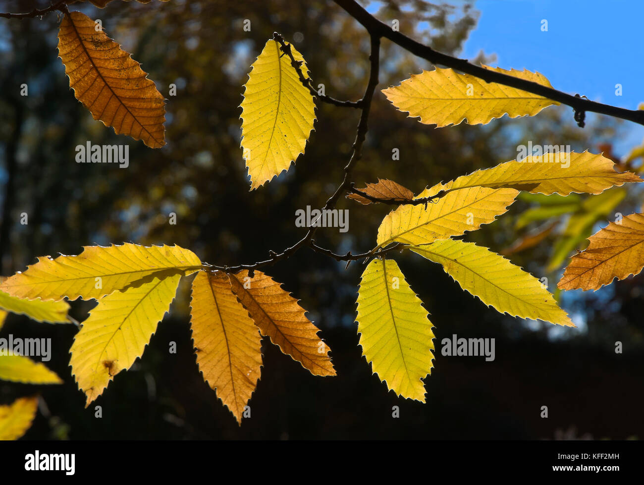 Châtaignes en automne - les feuilles, aracena, parc naturel de la Sierra de Aracena y Picos de Aroche, province de Huelva, Andalousie, Espagne, Europe Banque D'Images