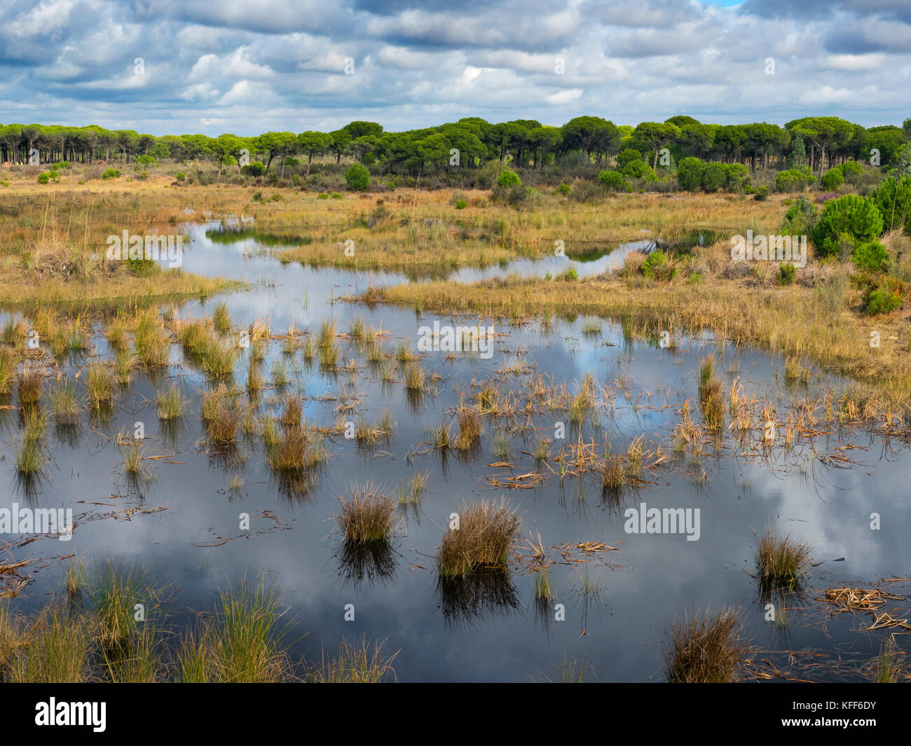 Habitat de zones humides dans le Parque Nacional de Doñana, Almonte, Espagne Banque D'Images