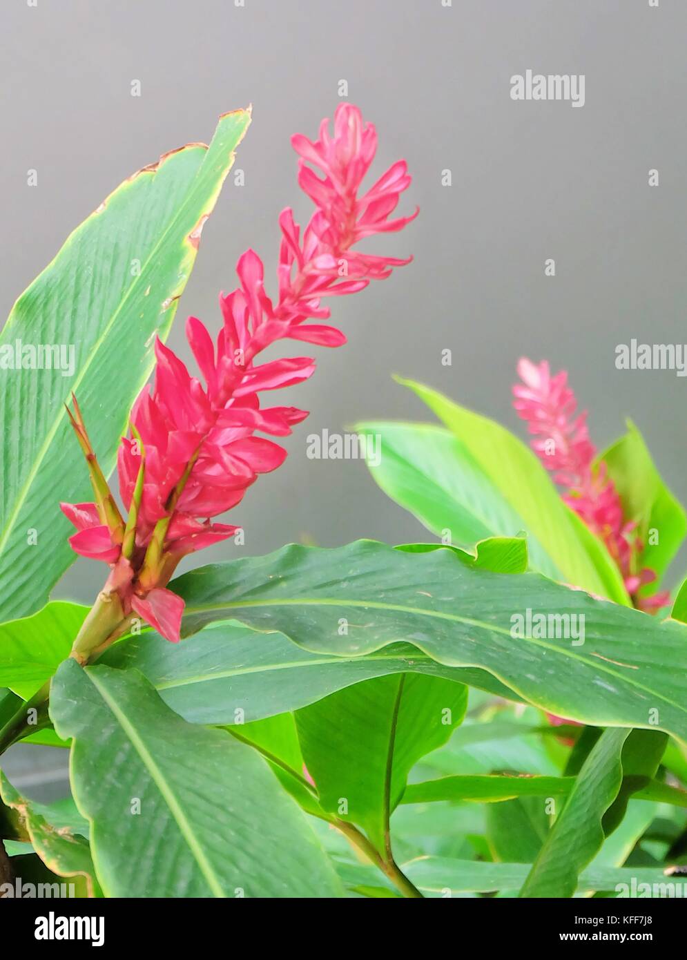 Belle plume d'autruche ou gingembre cône plante avec des fleurs rouges pour la décoration de la maison et du bâtiment. Banque D'Images
