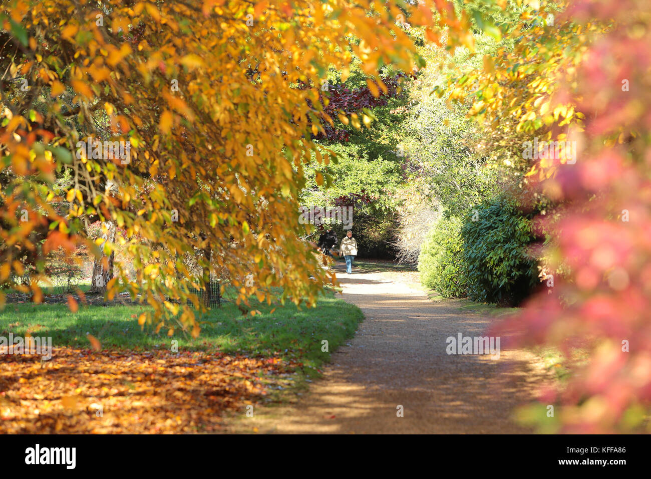 Sheffield Park, East Sussex, Royaume-Uni. 27th octobre 2017. Tandis que le soleil d'automne brille, l'exposition spectaculaire des couleurs se fait à Sheffield Park, dans l'est du Sussex. L'exposition annuelle de couleurs vives reflétant dans les lacs miroirs attire des milliers de visiteurs chaque année. Credit: Nigel Bowles/Alamy Live News Banque D'Images