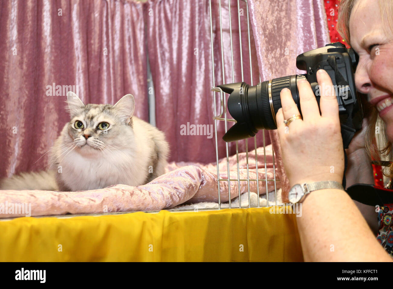 Birmingham, Royaume-Uni. 28 octobre 2017. Les chats et leurs propriétaires descendent sur le NEC pour montrer leurs chats élevés de pedigree. Peter Lopeman/Alamy Live News Banque D'Images