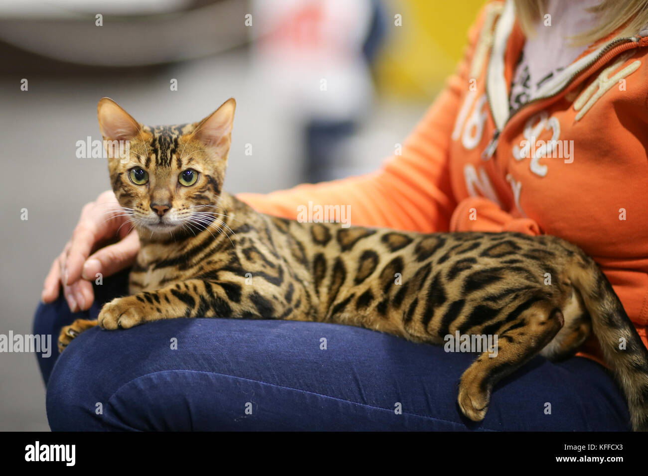 Birmingham, Royaume-Uni. 28 octobre 2017. Les chats et leurs propriétaires descendent sur le NEC pour montrer leurs chats élevés de pedigree. Un chat attend patiemment d'être jugé. Peter Lopeman/Alamy Live News Banque D'Images