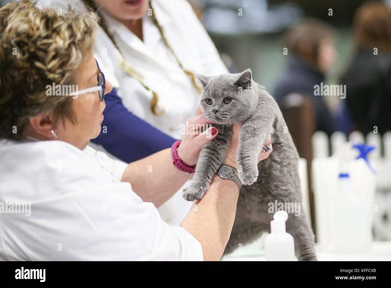 Birmingham, Royaume-Uni. 28 octobre 2017. Les chats et leurs propriétaires descendent sur le NEC pour montrer leurs chats élevés de pedigree. Un juge tient un chat pour inspection dans le jugement de catégorie. Peter Lopeman/Alamy Live News Banque D'Images