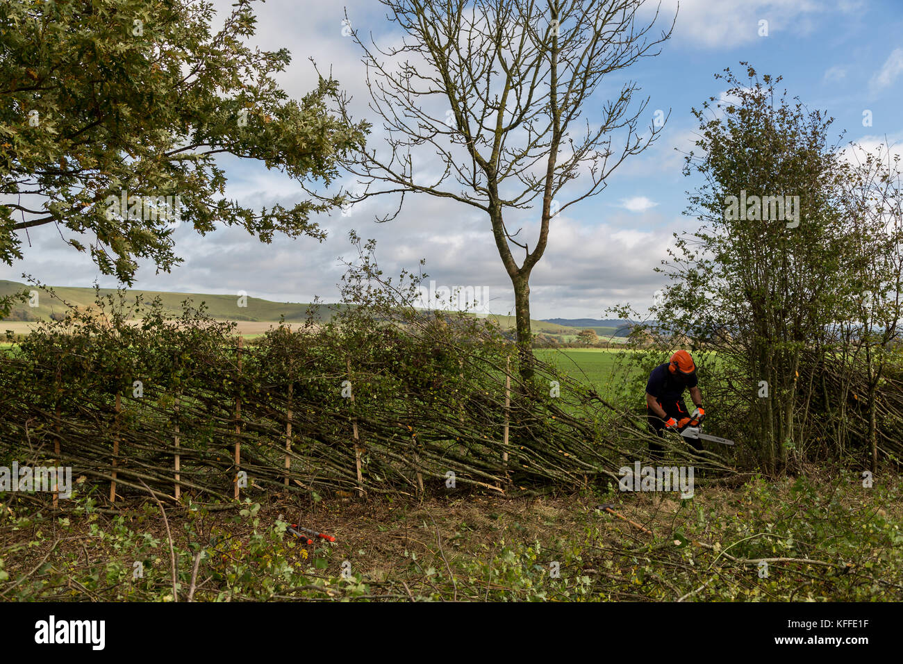 Stourhead, Wiltshire, Royaume-Uni. 28 octobre 2017. Participant à la 39e compétition nationale de pose de haies à Stourhead, Wiltshire, le 28 octobre 2017 crédit : NJphoto/Alamy Live News Banque D'Images