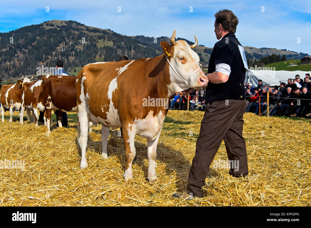 Gstaad, Suisse. 28 octobre 2017. Présentation d'une vache Fleckvieh suisse au SWISSCOW Topschau Saanenland, Gstaad, Suisse crédit: GFC Collection/Alay Live News Banque D'Images