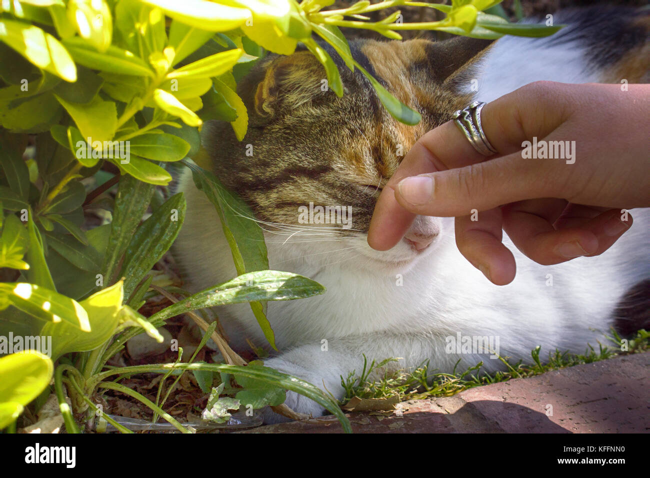 Happy cat est caressé dans la verdure sous soleil chaud Banque D'Images