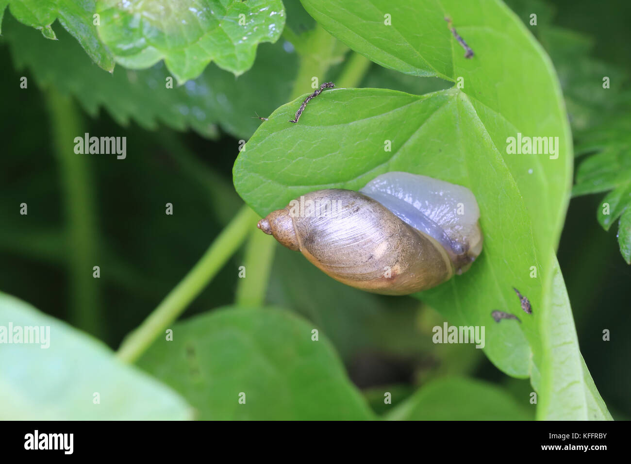 Escargot, ambre (succinea putris), wwt welney réserver, Norfolk, Angleterre, Royaume-Uni. Banque D'Images