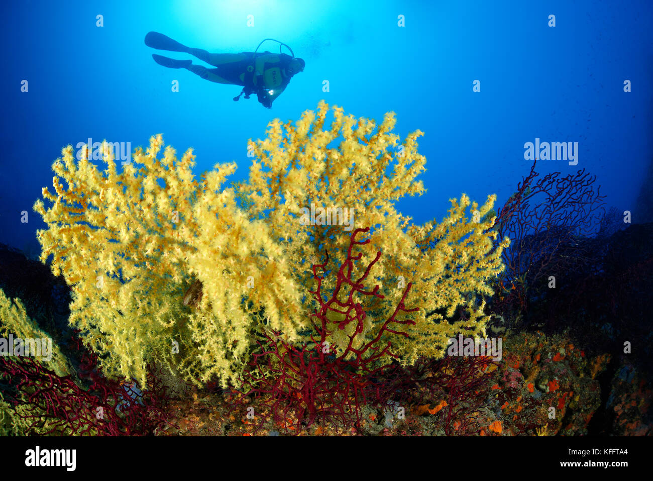 Coral gold, savalia savaglia et scuba diver, lastovo, mer Adriatique, mer méditerranée, Dalmatie, Croatie Banque D'Images