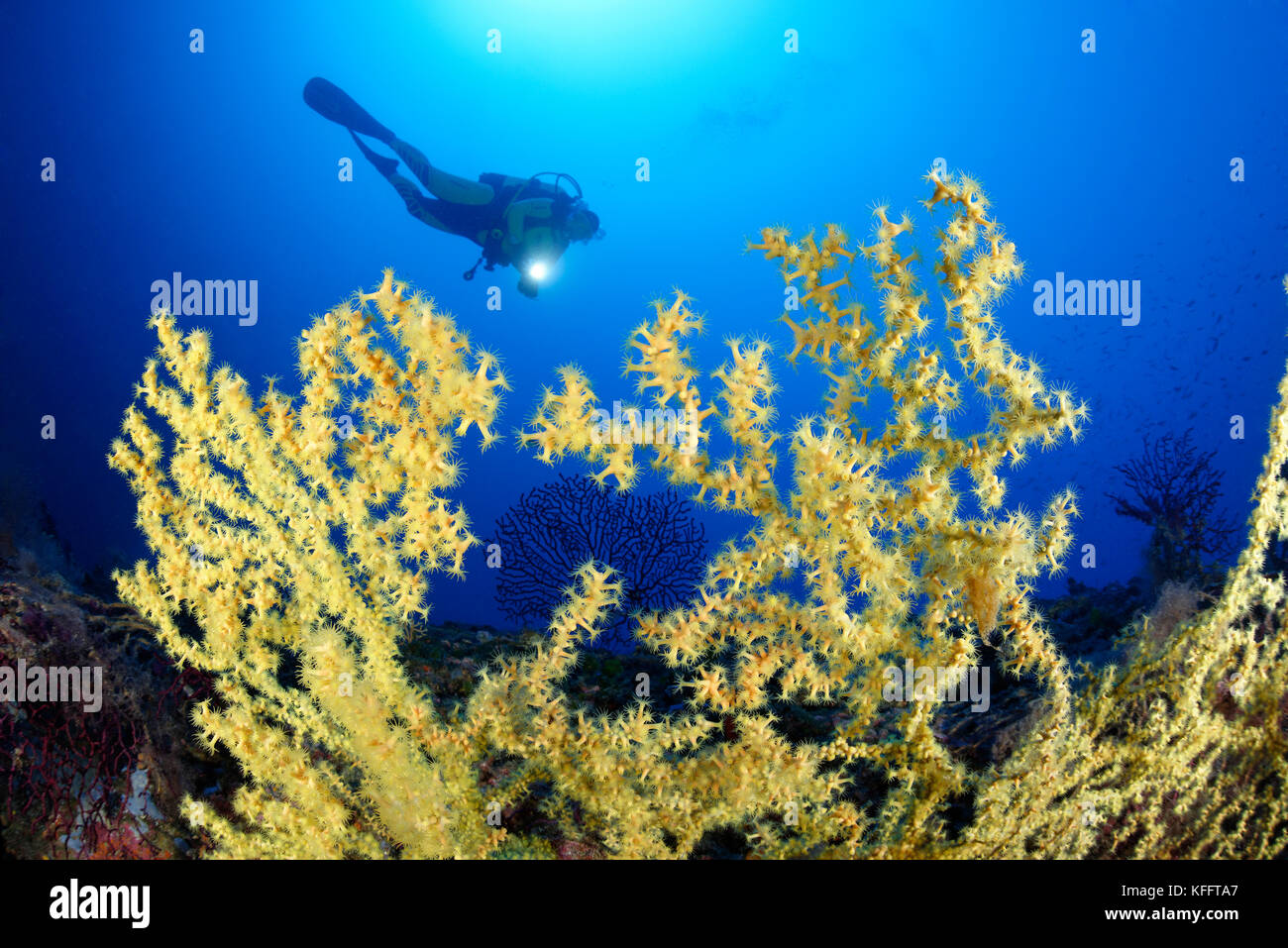 Coral gold, savalia savaglia et scuba diver, lastovo, mer Adriatique, mer méditerranée, Dalmatie, Croatie Banque D'Images