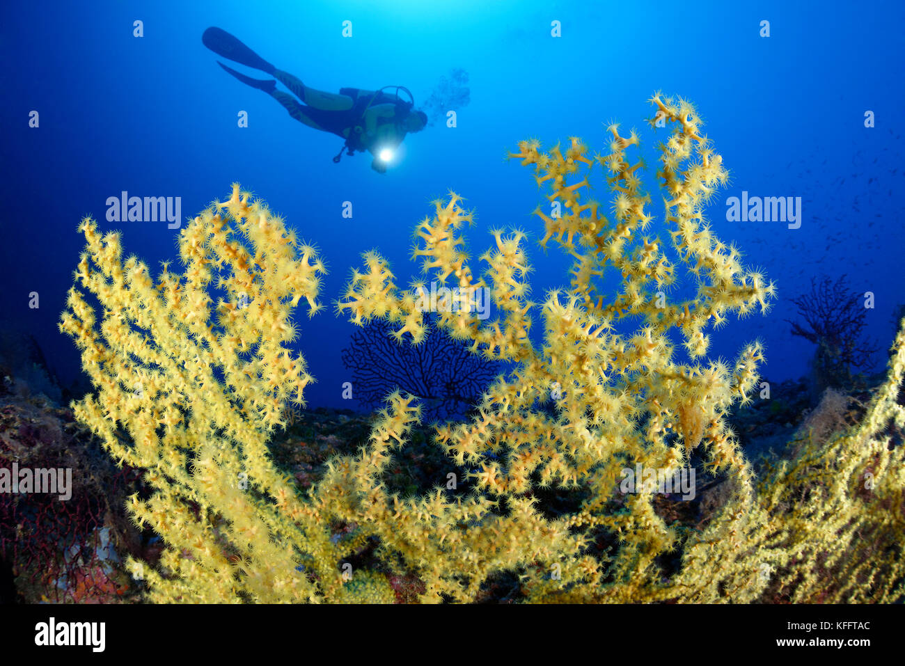 Coral gold, savalia savaglia et scuba diver, lastovo, mer Adriatique, mer méditerranée, Dalmatie, Croatie Banque D'Images