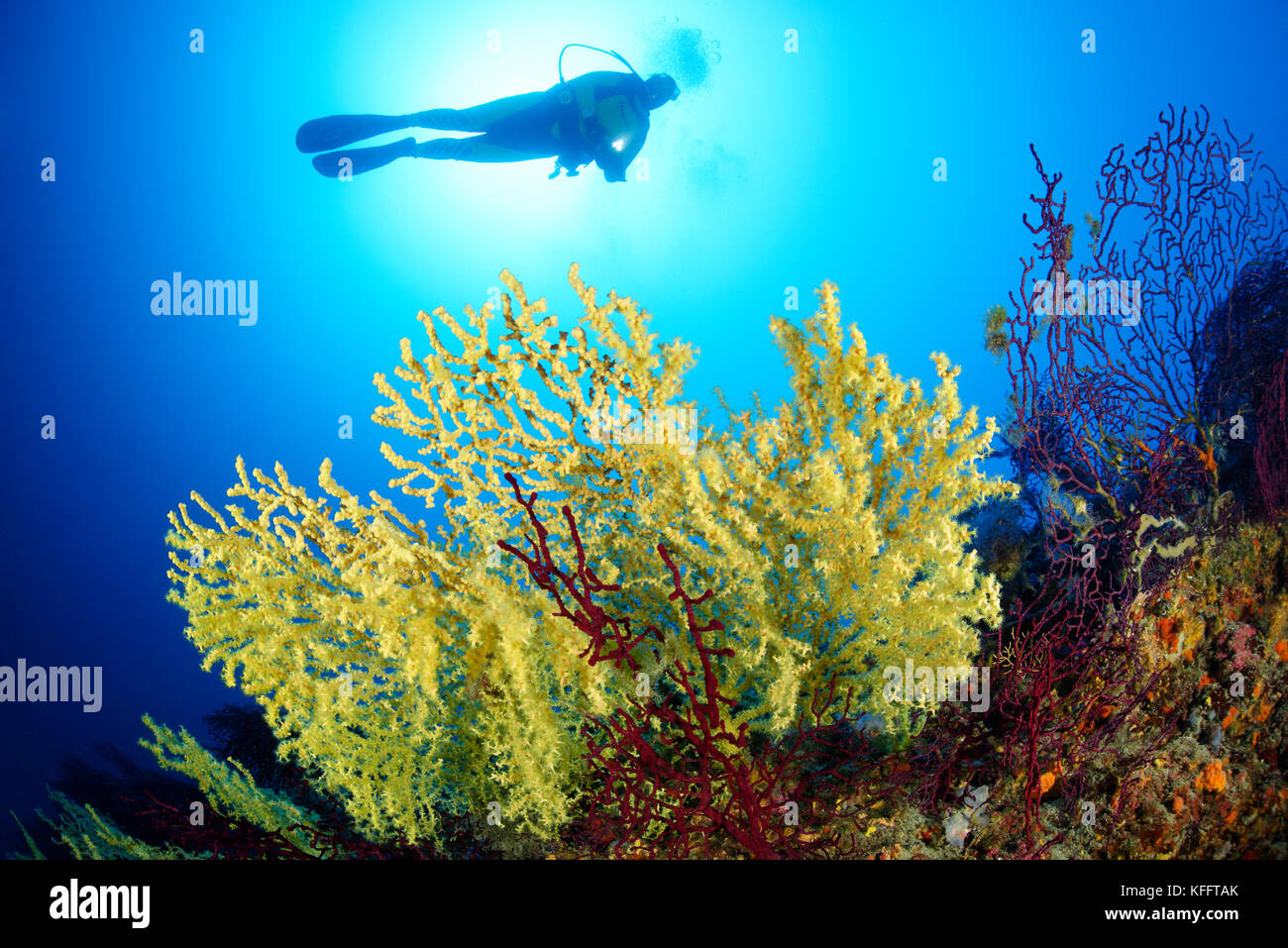 Corail doré, Savalia savaglia et plongée sous-marine, Lastovo, mer Adriatique, mer Méditerranée, Dalmatie, Croatie Banque D'Images