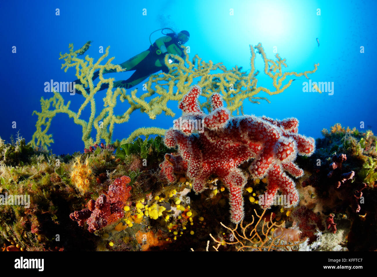 Red dead mans doigts et or coral, alcyonium palmatum et savalia savaglia et scuba diver, île de Brac, mer Adriatique, mer méditerranée, Croatie Banque D'Images