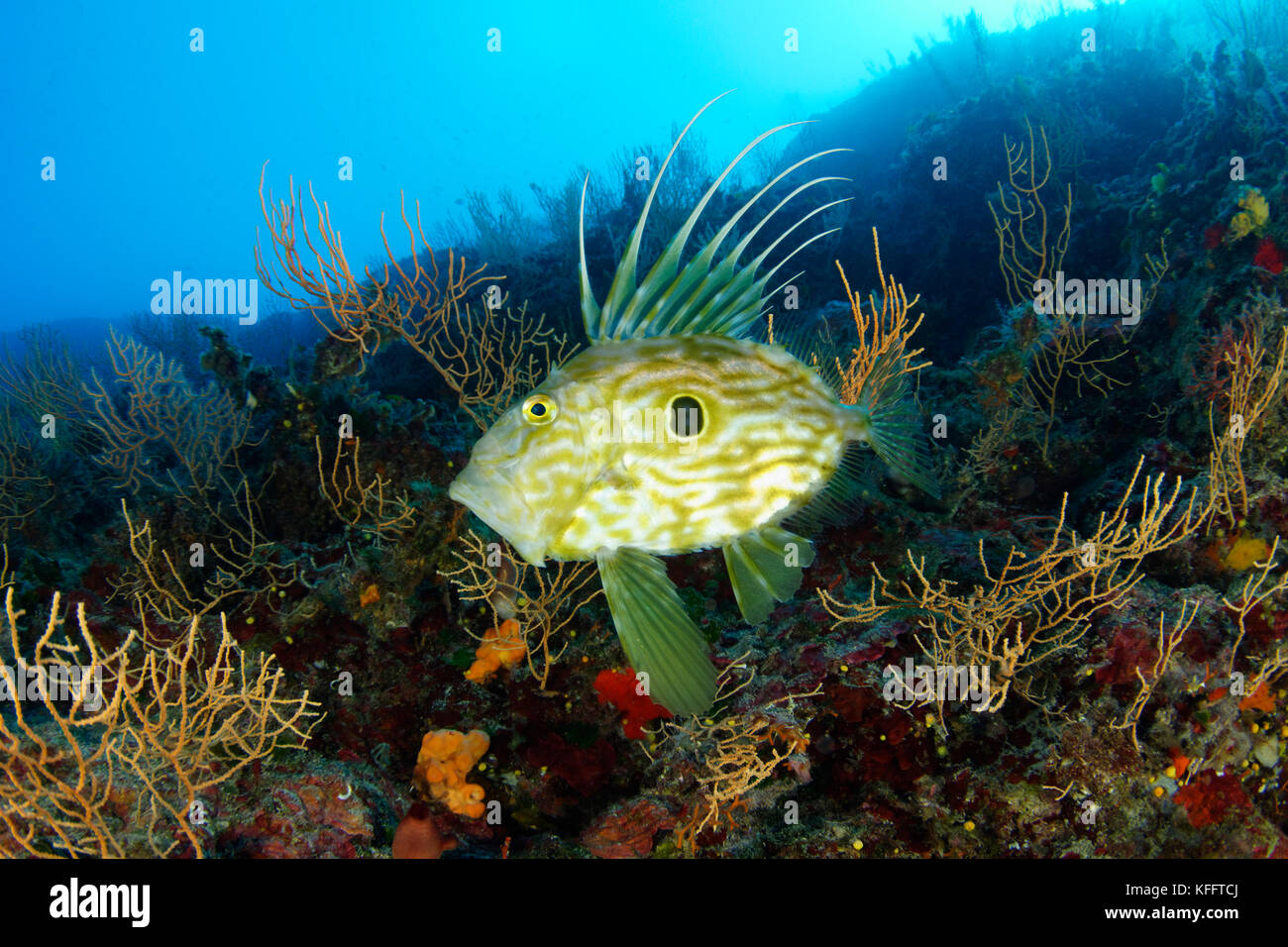 John Dory, Zeus faber, mer Adriatique, mer méditerranée, île de Brac, Croatie Banque D'Images