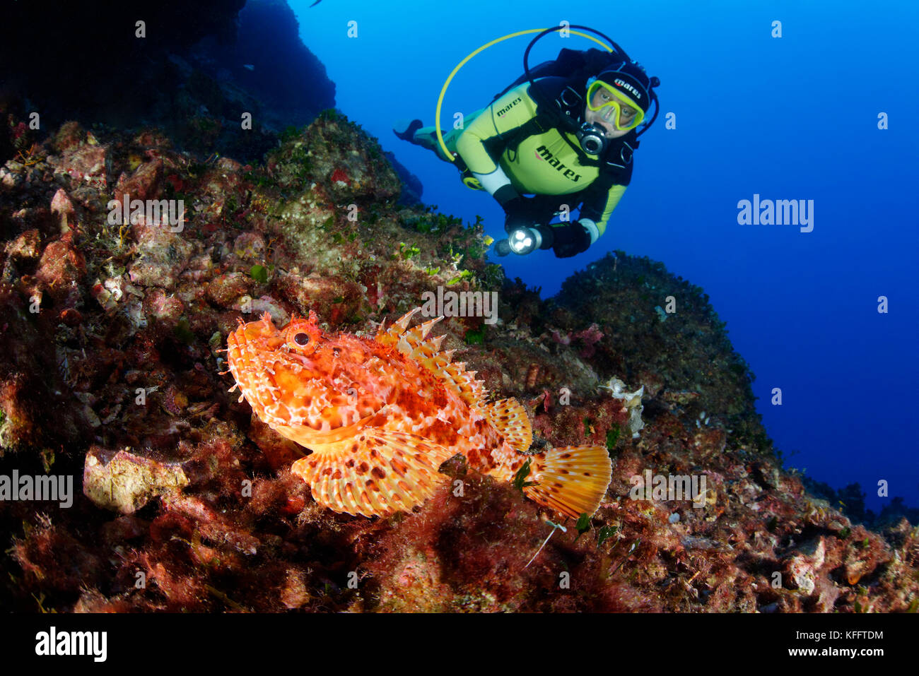 Scorpionfish rouge, Scorpaena scrofa et plongeur sous-marin, mer Adriatique, mer Méditerranée, île de Brac, Dalmatie, Croatie Banque D'Images