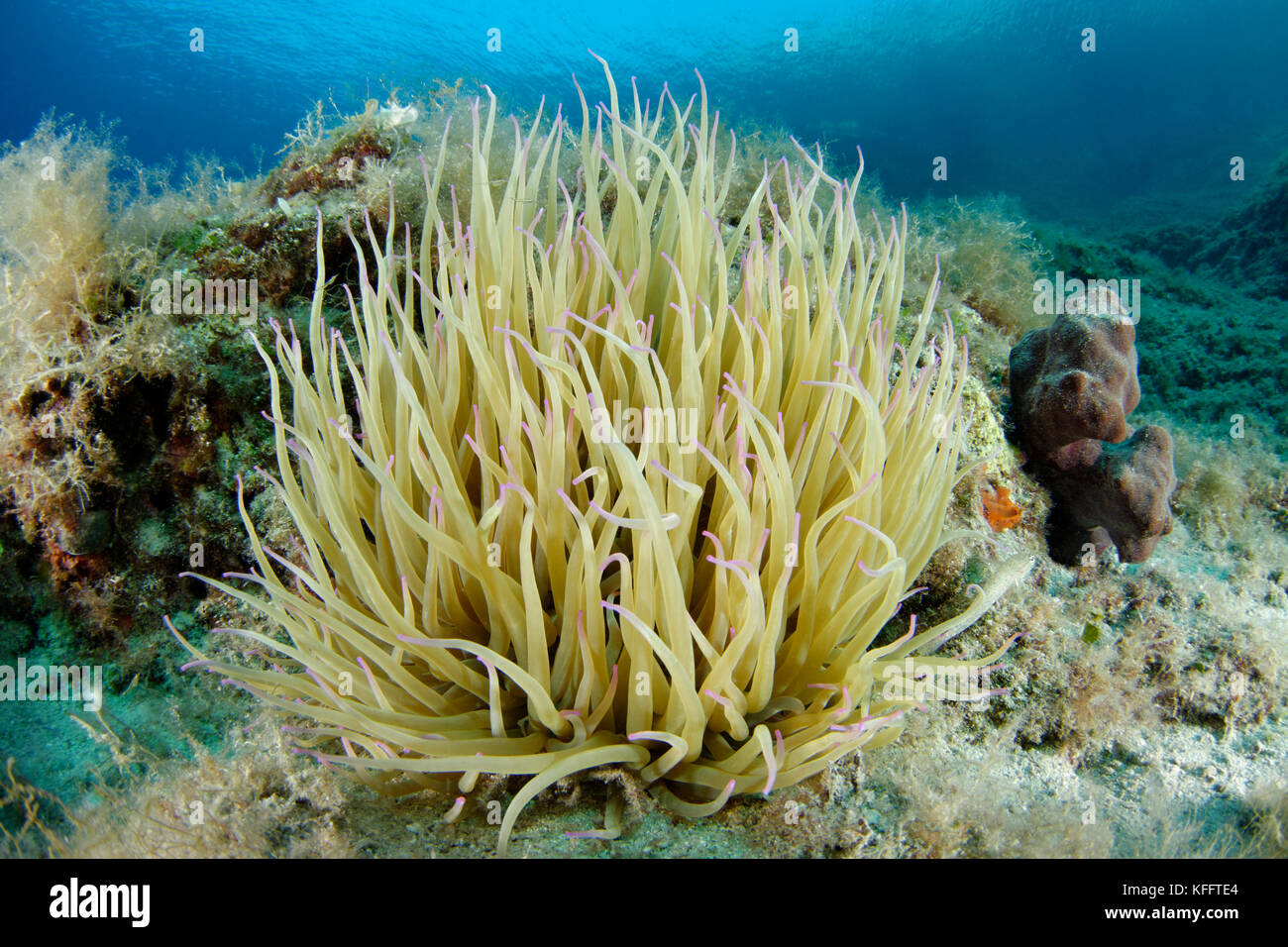 Snakelocks Anemonia sulcata, Anémone Anémone de mer méditerranée, en récifs coralliens, mer Adriatique, mer méditerranée, Croatie Banque D'Images