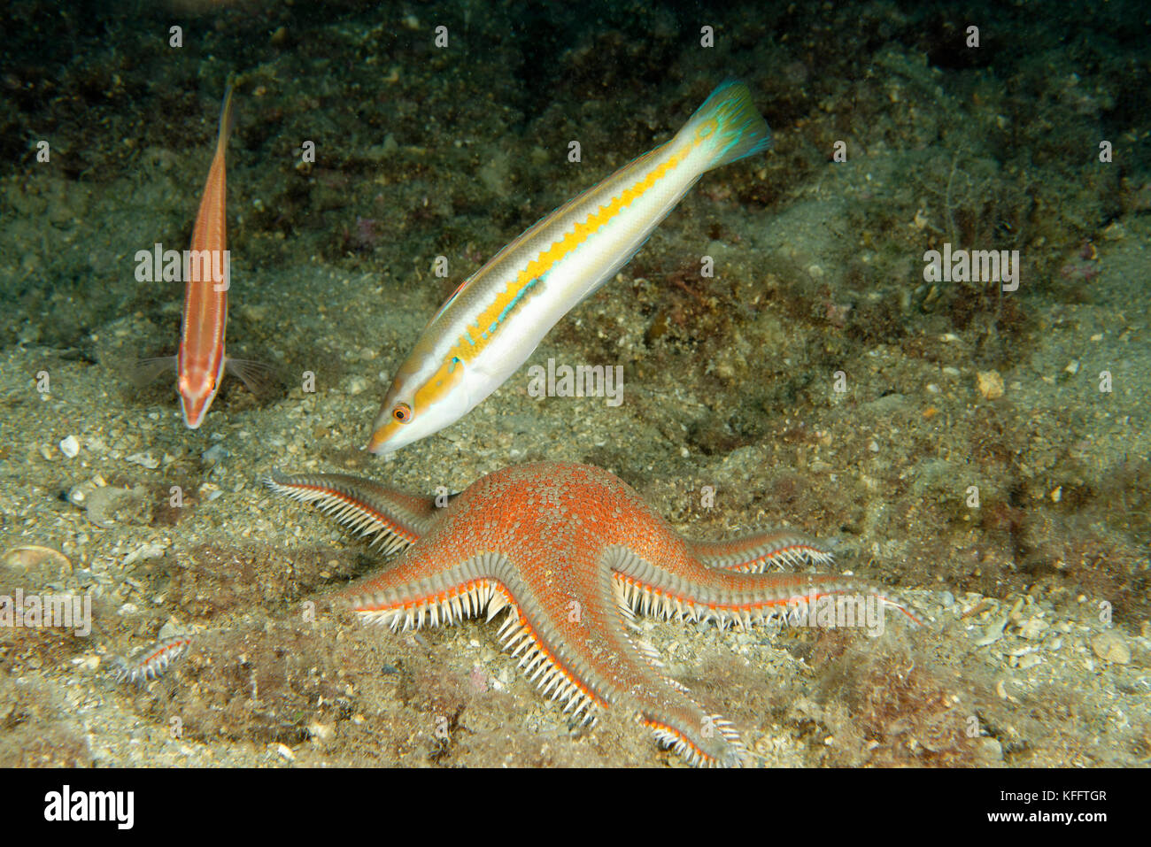 Étoile peigne et méditerranéens, astropecten aranciacus rainbow wrasse und coris julis, mer Adriatique, mer méditerranée, Selce, Croatie Banque D'Images