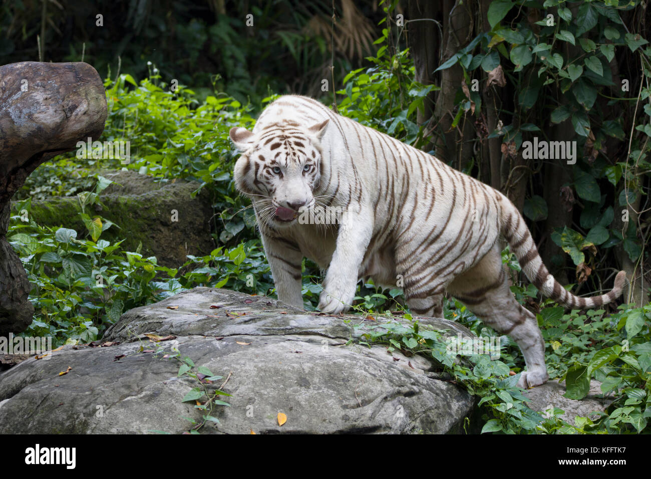 Tigre du Bengale - forme blanche Panthera tigris Zoo de Singapour MA003499 Banque D'Images
