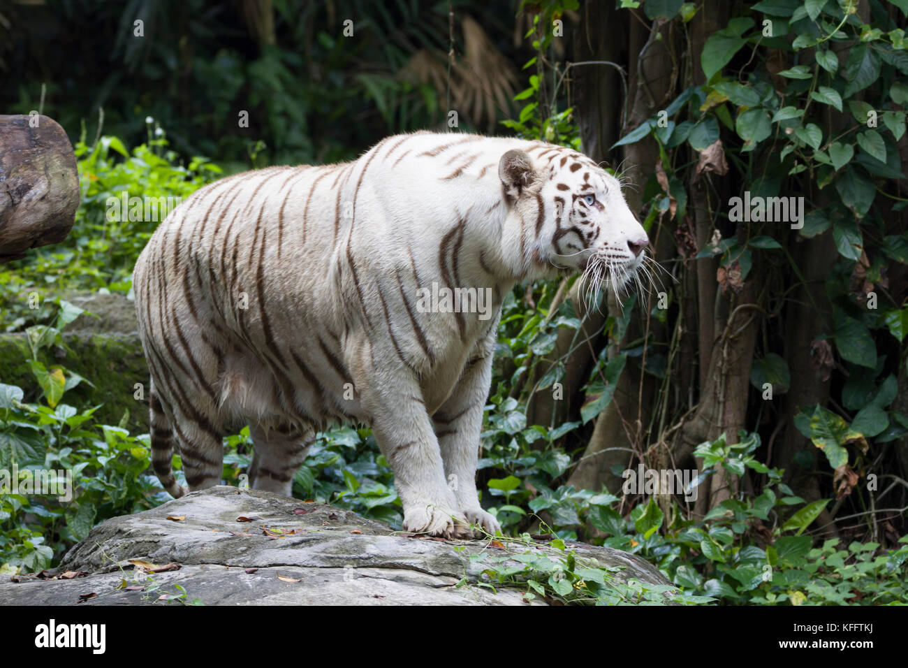 Tigre du Bengale - forme blanche Panthera tigris Zoo de Singapour MA003500 Banque D'Images