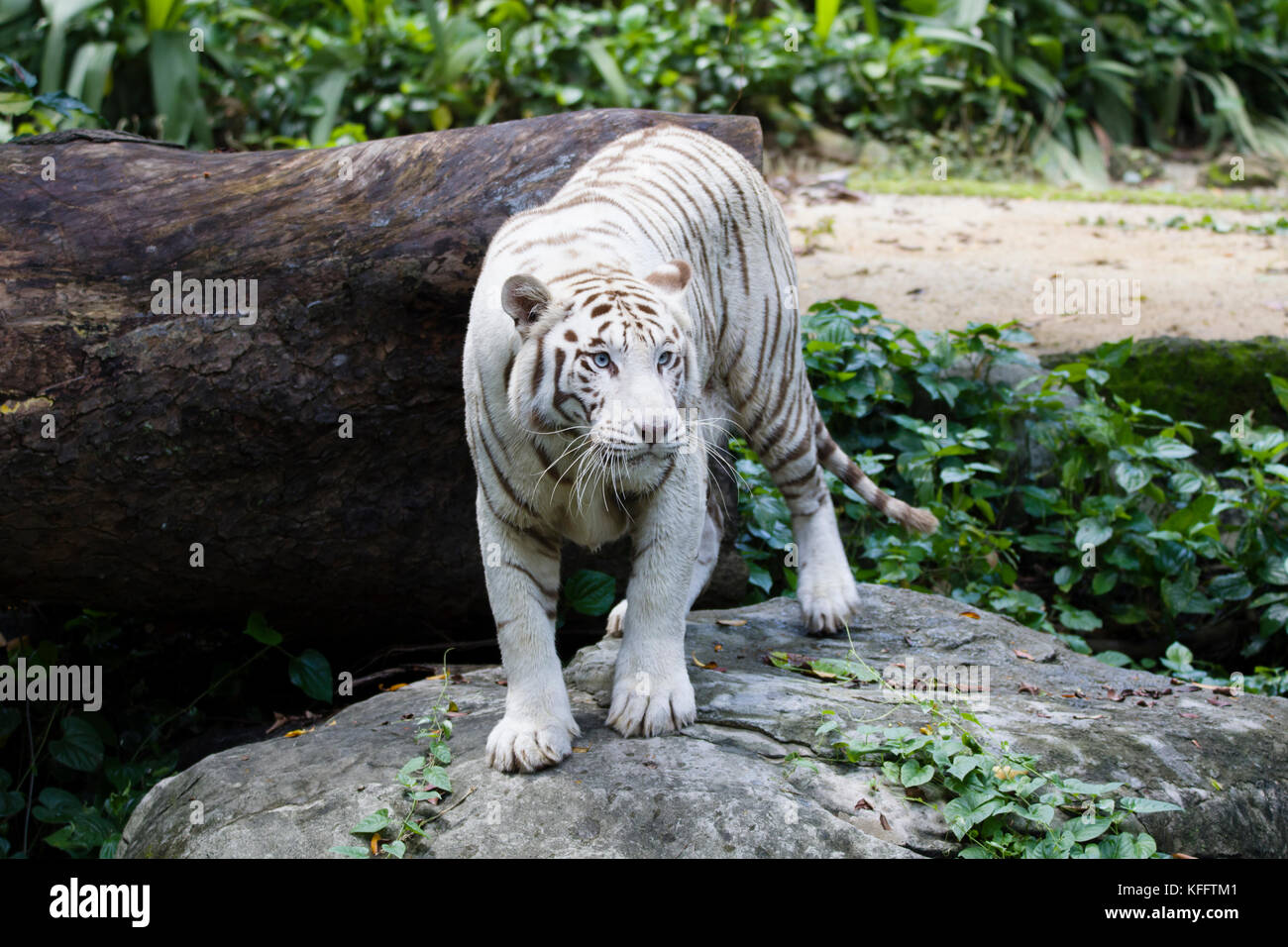 Tigre du Bengale - forme blanche Panthera tigris Zoo de Singapour MA003501 Banque D'Images