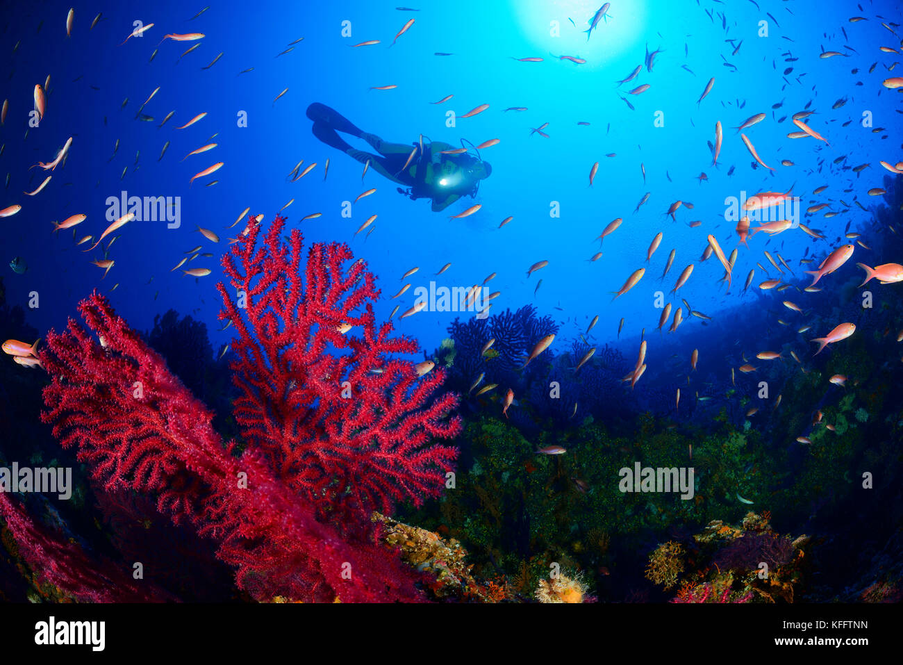 Mer violescent whip, Paramuricea clavata, coraux et la plongée autonome, mer Adriatique, mer méditerranée, île de Lastovo, Dalmatie, Croatie Banque D'Images