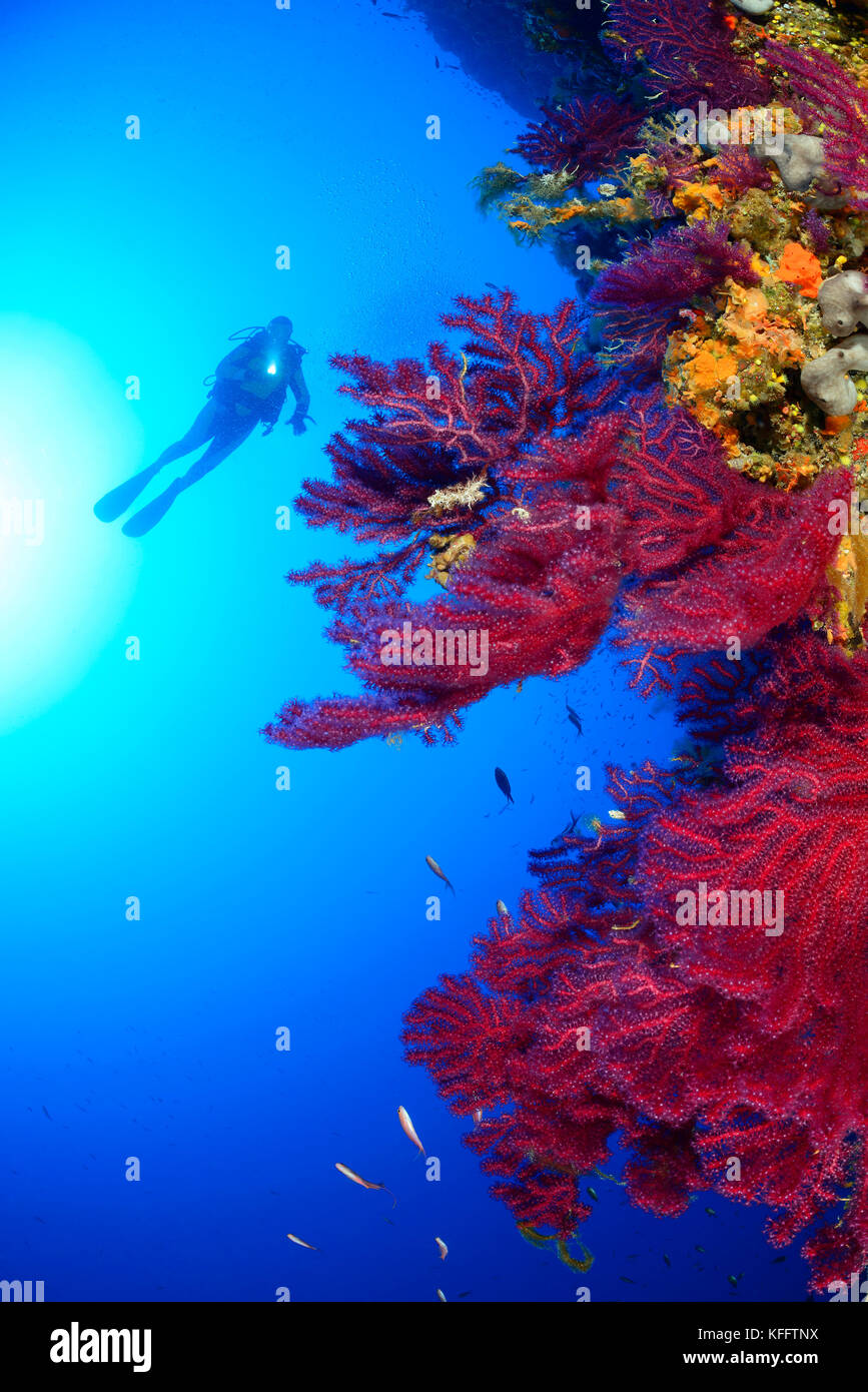 Mer violescent whip, Paramuricea clavata, coraux et la plongée autonome, mer Adriatique, mer méditerranée, île de Lastovo, Dalmatie, Croatie Banque D'Images