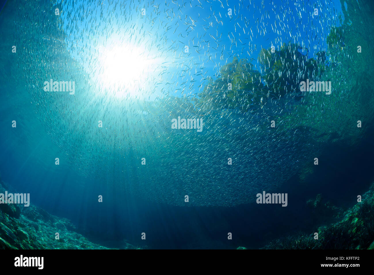 Kleiner Ährenfisch (Atherina boyeri) Banque D'Images