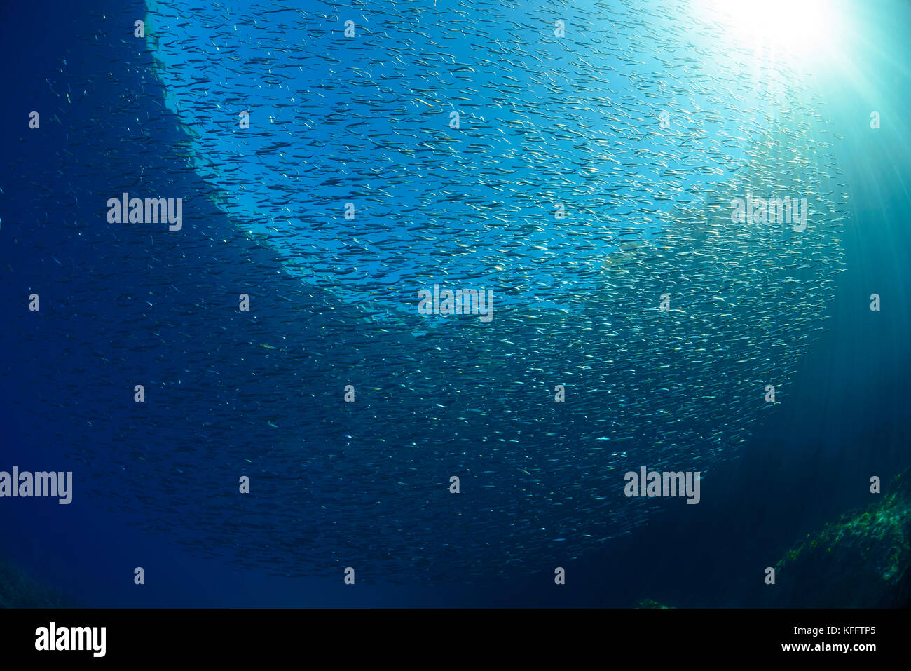 Ährenfisch (Atherina boyeri kleiner) Banque D'Images